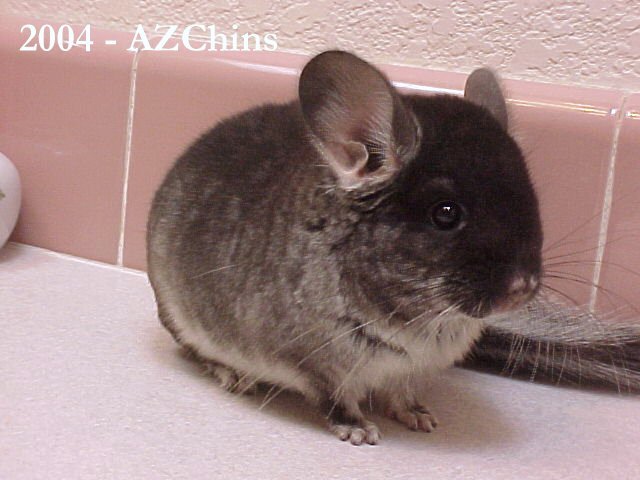 Olympia - Black Velvet Female