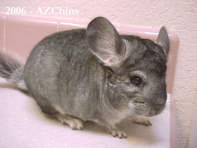 Orlando - Standard Grey Male