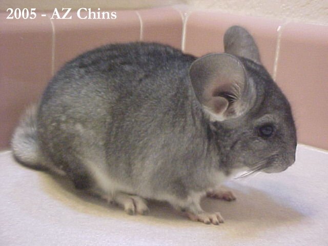 Ozzy - Standard Grey Male