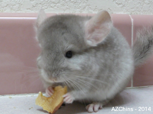 Paloma - Heterozygous Beige Female