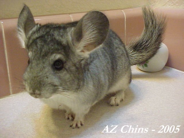 Pammie - Standard Grey Female