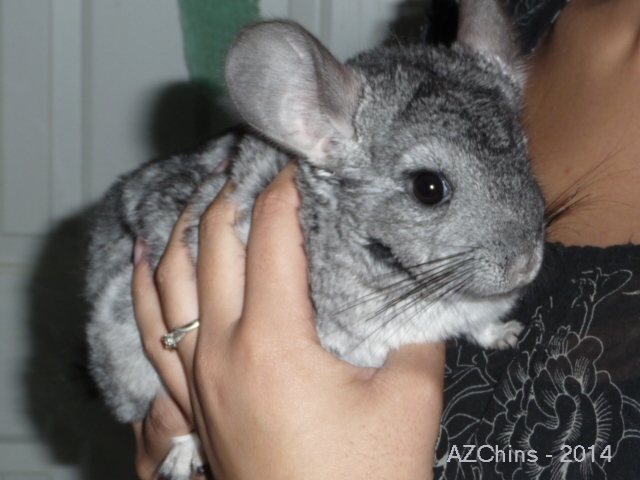 Pandora - Standard Grey Female