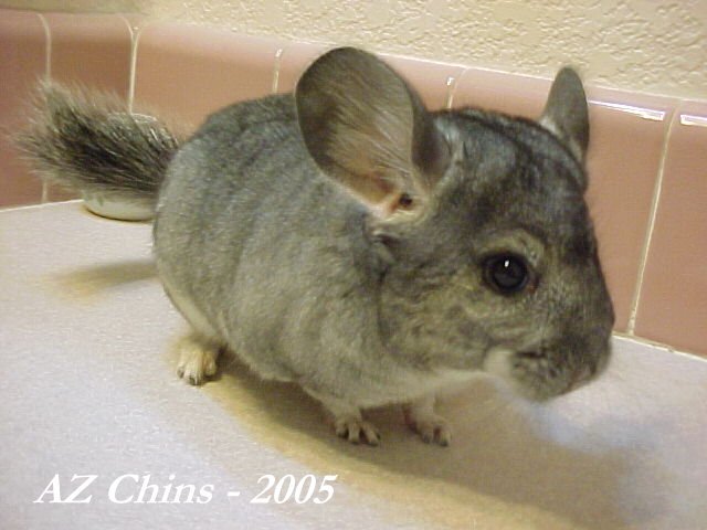 Pattie - Standard Grey Female
