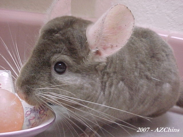 Patton - Tan Male