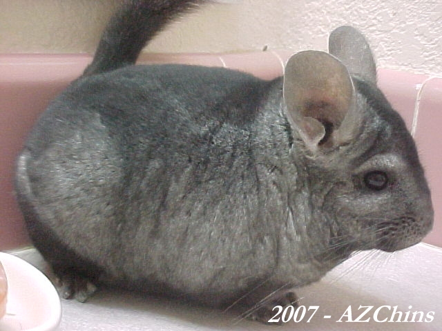 Paxton - Heterozygous Ebony Male