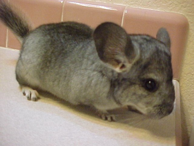 Pazzie - Standard Grey Female