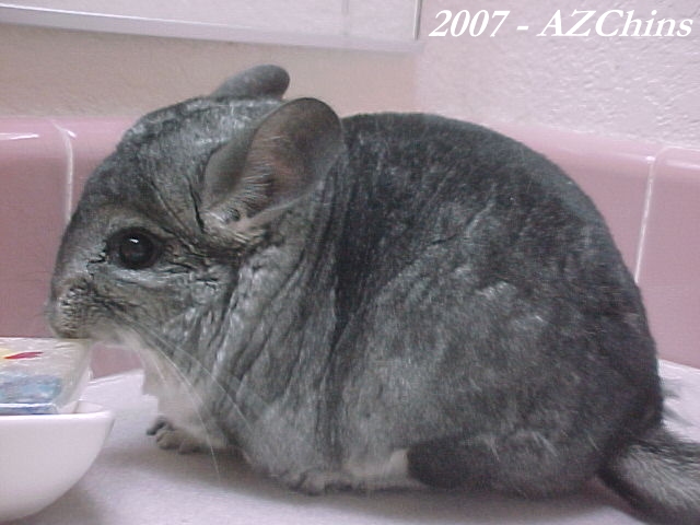Pebble - Standard Grey Female
