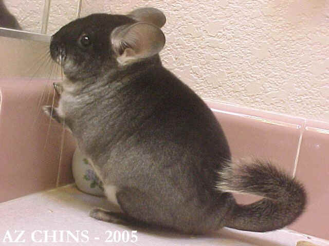 Peggy - Black Velvet Female
