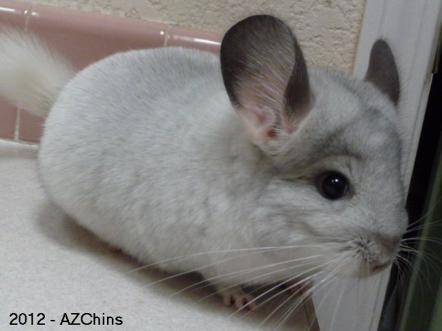 Peppermint - Silver Mosaic Female