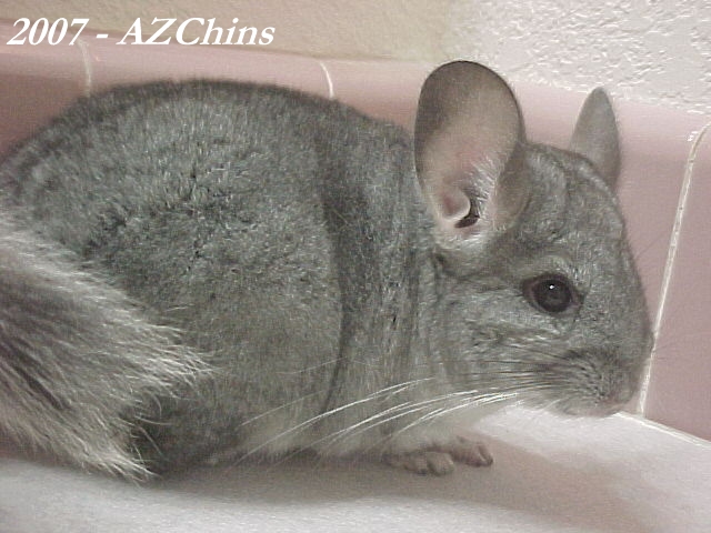 Pictouse - Standard Grey Violet Carrier Male (10 weeks old in photo)