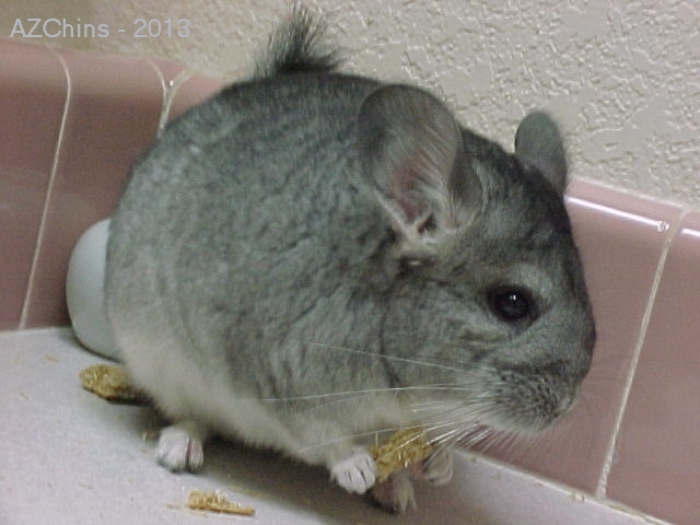 Pieretta - Standard Grey female