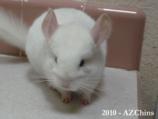 Poe - Pink White Male