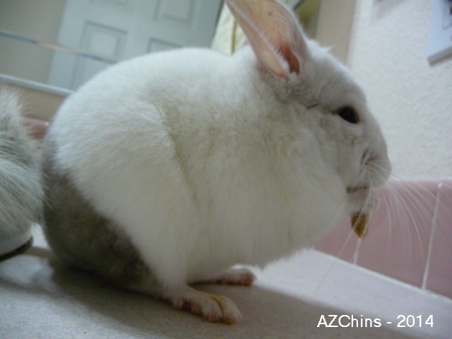 Polli - Pink White Female