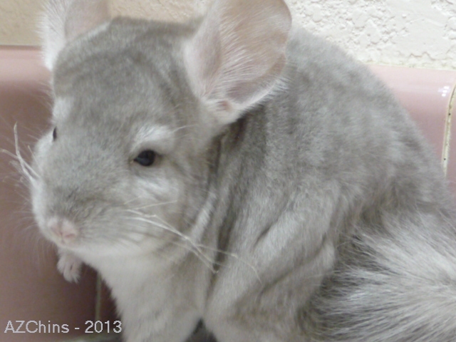 Poptart - Heterozygous Beige Male