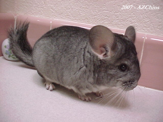 Quent - Standard Grey Male