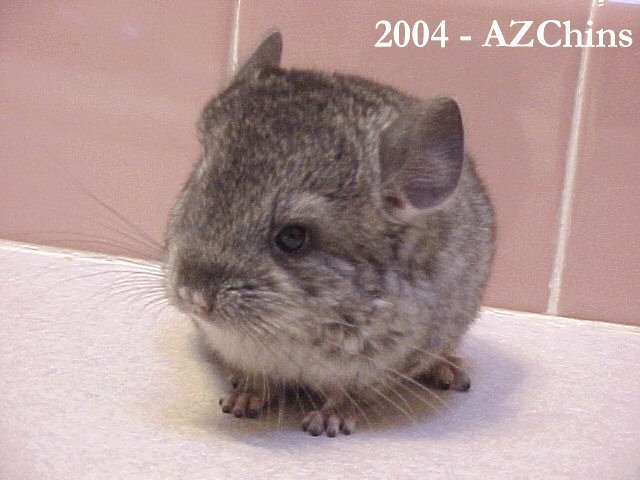 Quincy - Standard Grey Violet Carrier