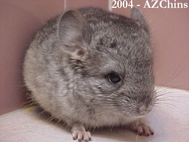 Quinta - Standard Grey Violet Carrier Female