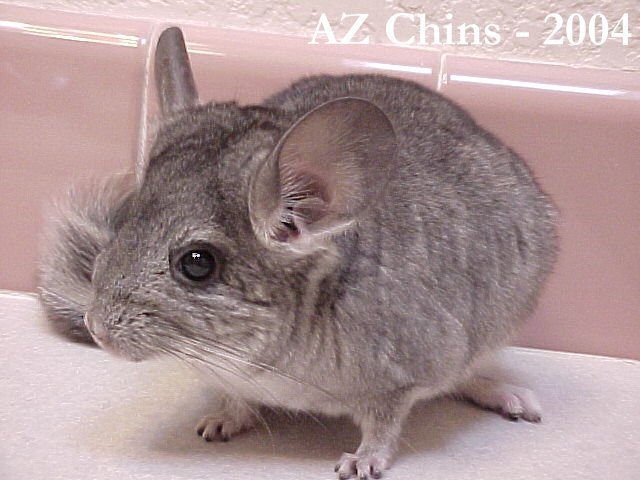 Rana - Standard Grey Female