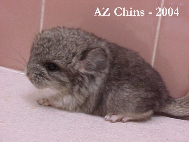 Razzie - Standard Grey Female
