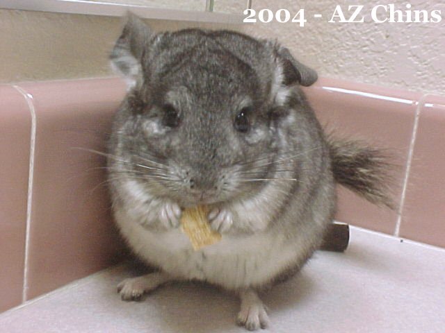 Rena - Standard Grey Female