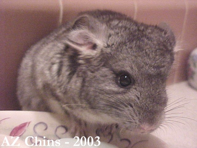 Reno - Standard Grey Male