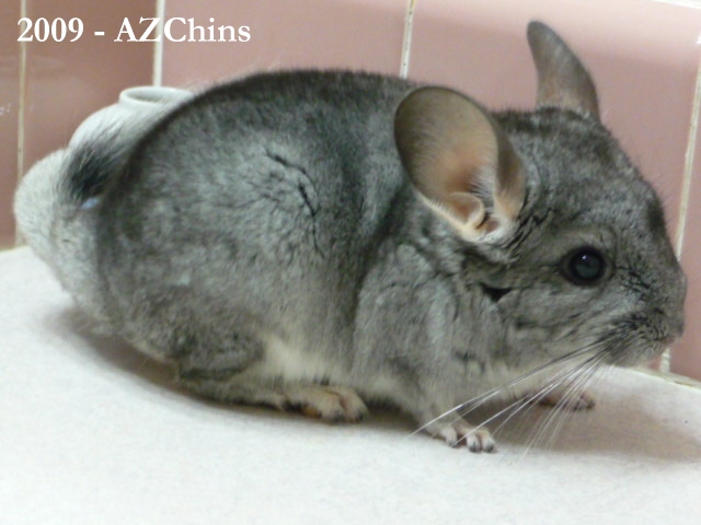 Rhino - Standard Grey Female