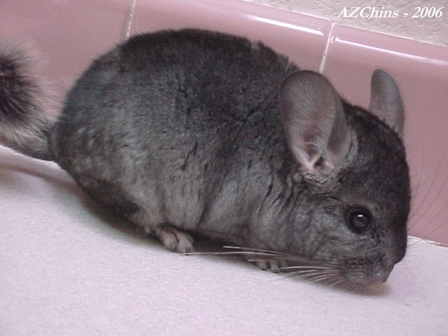 Robbie - Light Ebony Male