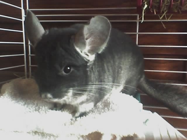 Roman - Black Velvet Male