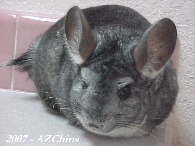 Rosa - Standard Grey Female