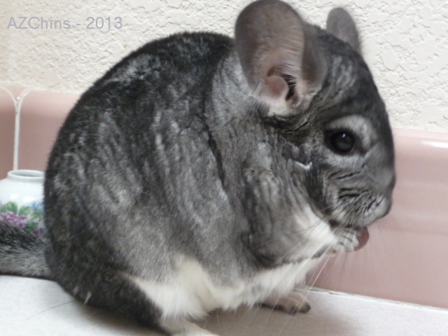 Rosalynn - Standard Grey GB Carrier