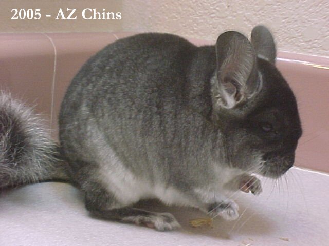 Ruby - Black Velvet Female