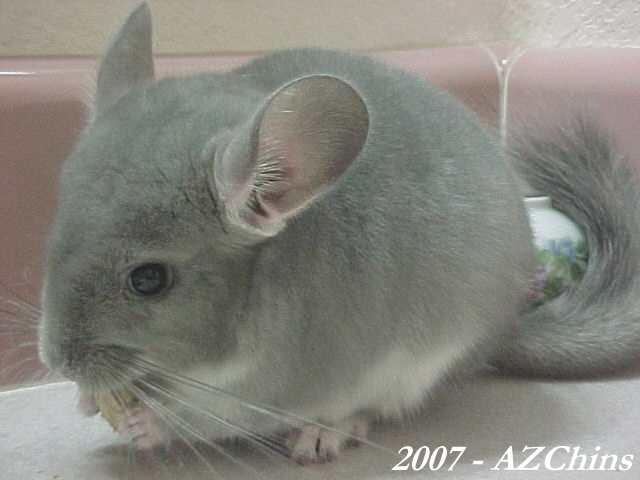 Ruttie - Violet Male