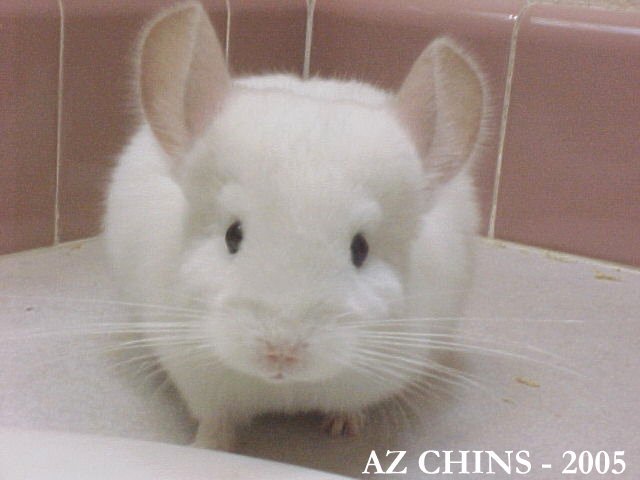 Sabine - Pink White Female