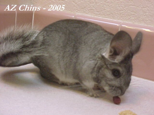 Sabra - Standard Grey Female