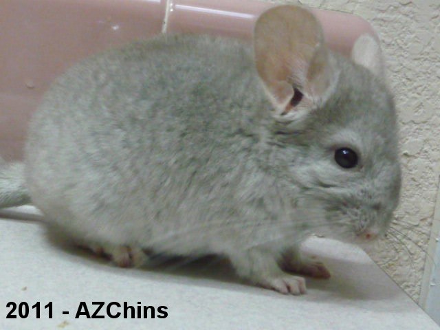 Sadie - Heterozygous Beige Female