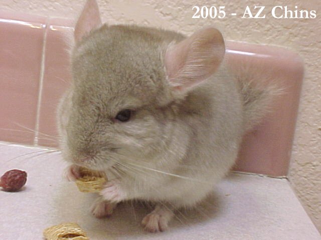 Salvatore - Heterozygous Beige Male