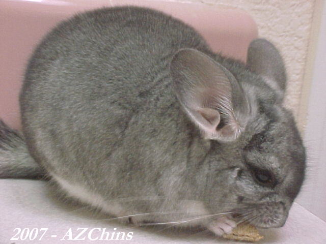 Sarene - Standard Grey Female