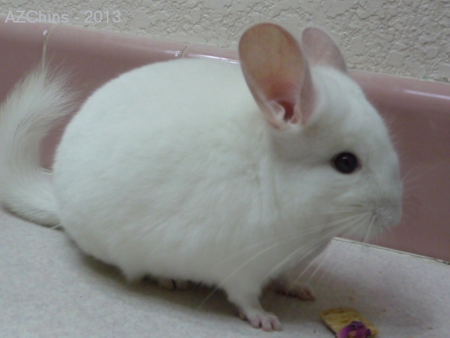 Satou - Pink White Female