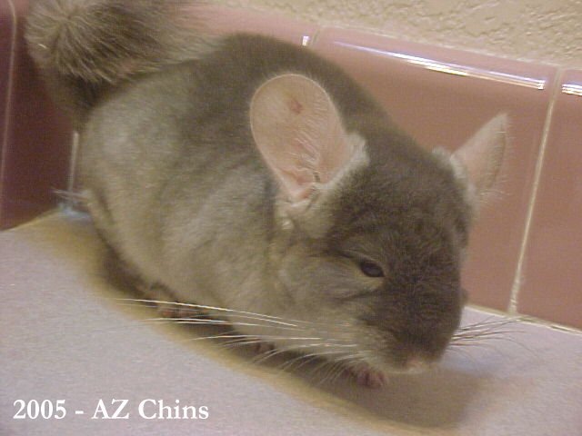 Selwyn - Brown Velvet Male