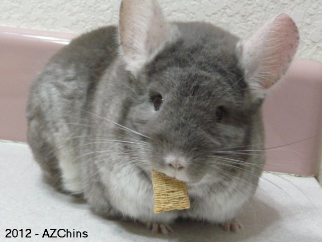 Serendipity - Brown Velvet Female