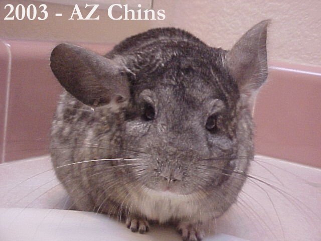 Shea - Standard Grey Female