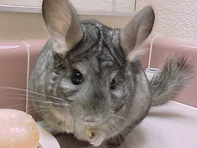 Sibley - Standard Grey Female