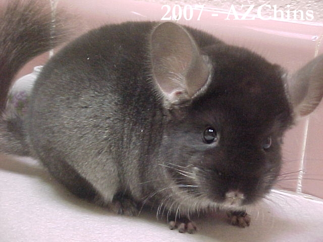 Simeon - TOV Ebony Male