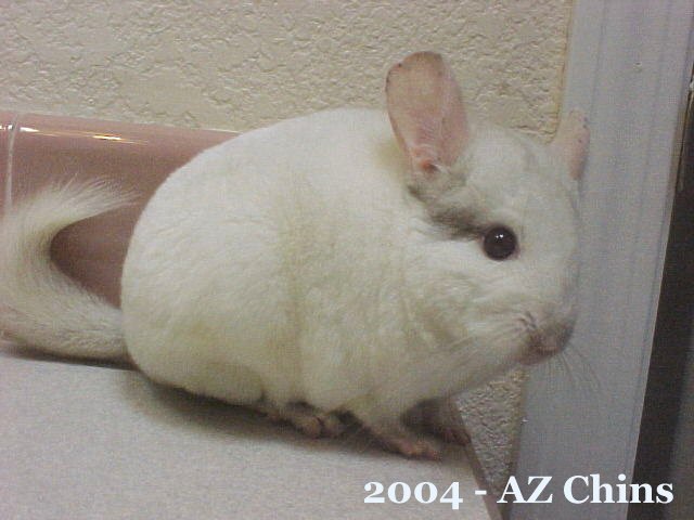 Sparky - Pink White Male