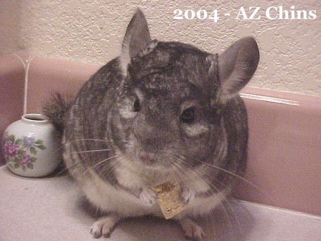 Sugi - Standard Grey Male 