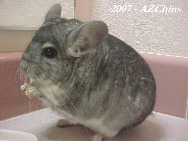 Sugisan - Standard Grey Male