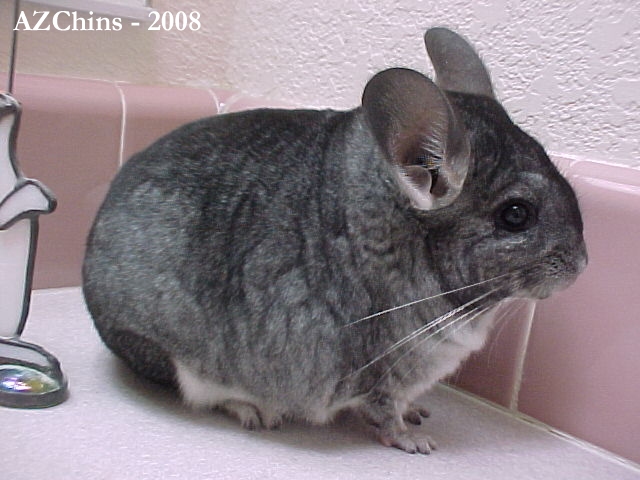 Sweetpea - Standard Grey Female