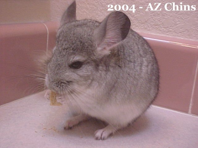Tabitha - Standard Grey Female