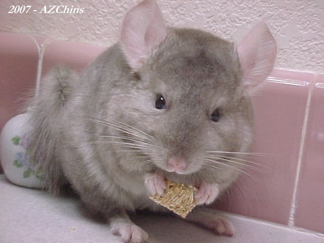 Terrie - Light Tan Female
