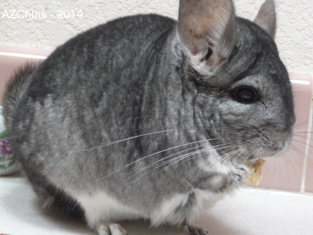 Tessy - Standard Grey Female